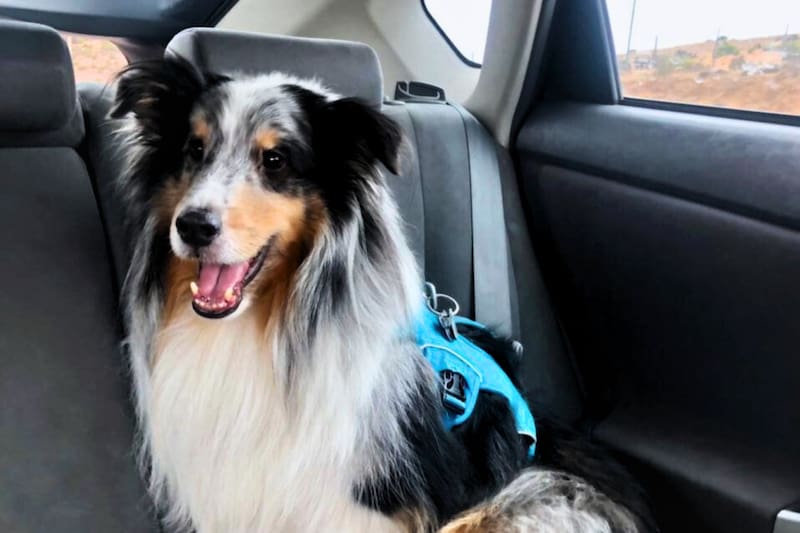 Con vehículos que admiten mascotas. Créditos: @amikasa_cl vía Instagram.