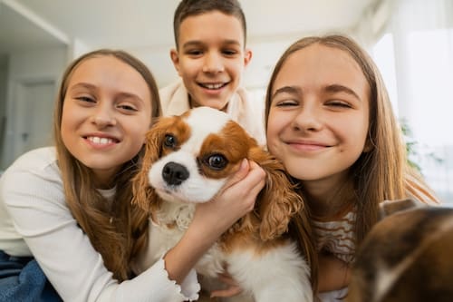 Brindan compañía, mejoran la salud y más: ¿Por qué adoptar una mascota puede ser la mejor decisión de la vida?