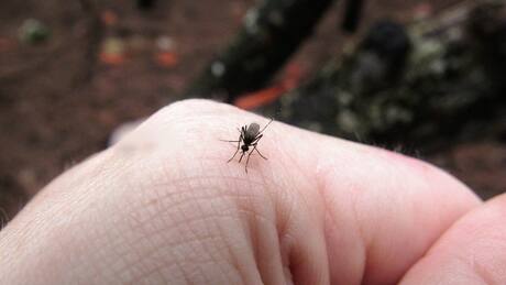 Ni bicarbonato ni vinagre: Este repelente casero es ideal para eliminar mosquitos de la naturaleza