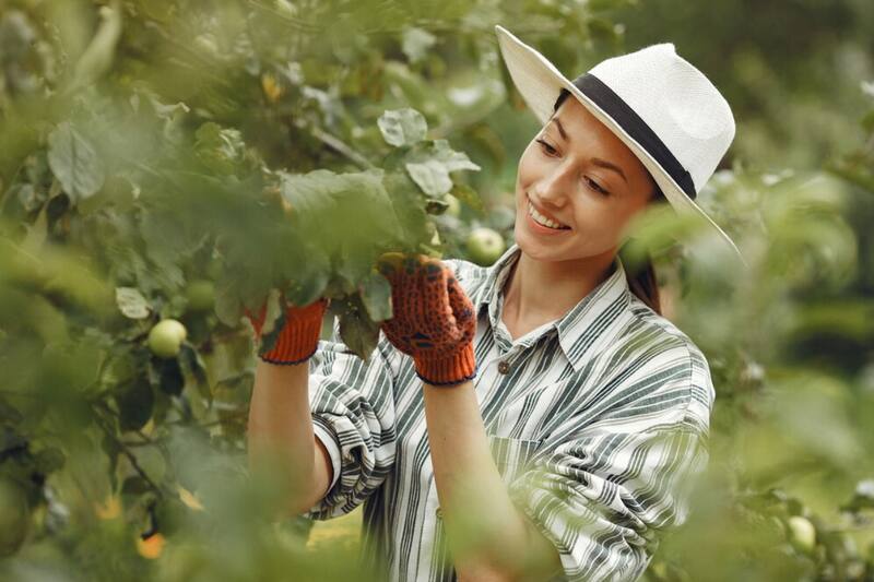 La mayoría se ubica en regiones de la zona central del país.
