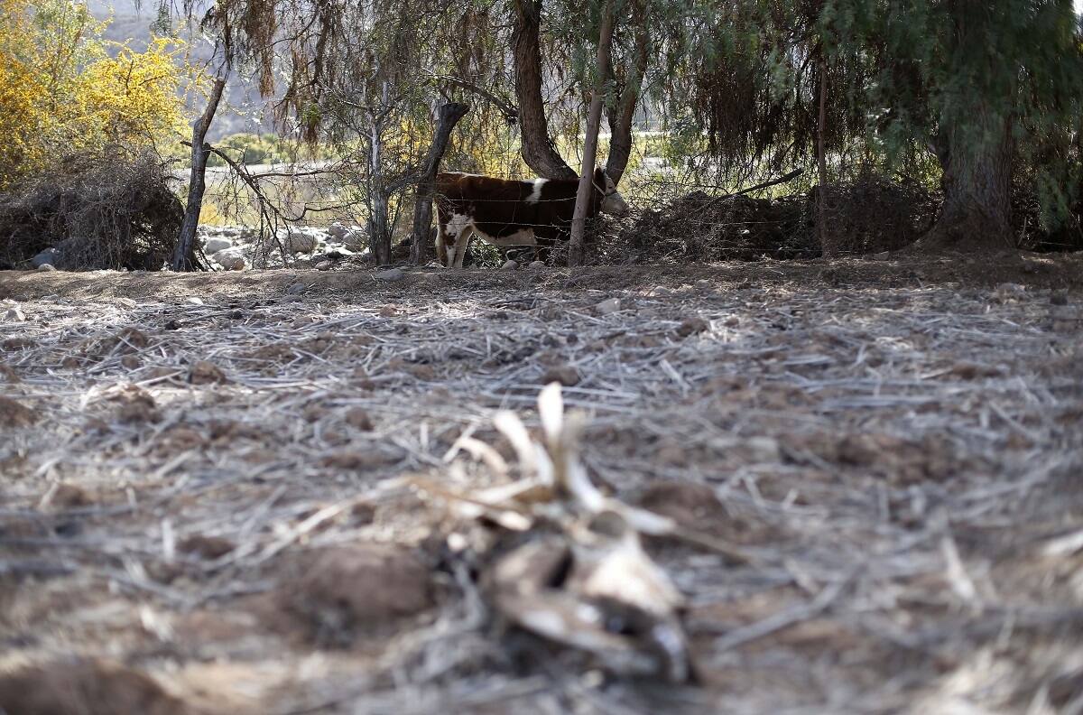 Fiebre Q: técnico agrícola de Los Lagos es el segundo caso sospechoso en el país