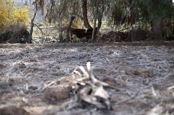 Fiebre Q: técnico agrícola de Los Lagos es el segundo caso sospechoso en el país