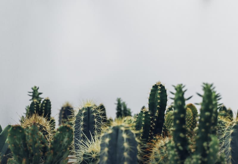 Según la técnica milenaria del FengShui, los cactus pueden interfetir en las relaciones si los mantienes el interior de casa ya que sus espinas y su excesiva energía "yang" son capaces de crear entornos poco acogedores y agresivos. Foto: Befunky