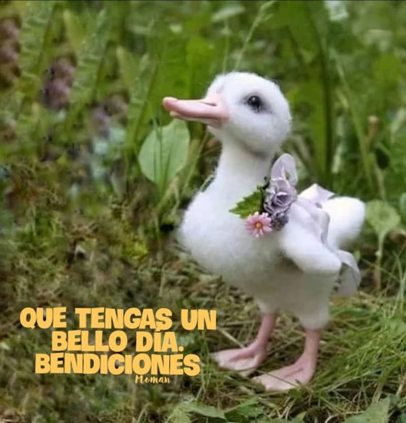 Envíales por WhatsApp estas hermosas imágenes a tus seres queridos. Créditos: Pinterest.