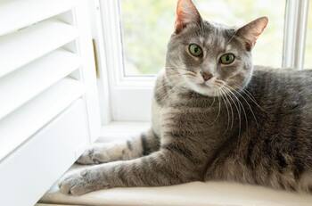 ¡Amó la decoración!: Willow, la gatita adoptada por Joe Biden, pasará su primera Navidad en la Casa Blanca