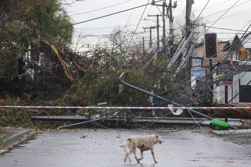 Los fuertes vientos dejaron caída de árboles y postes eléctricos en varios puntos del país.