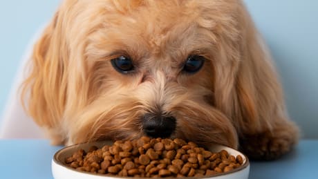 Evita bacterias y enfermedades: ¿Cada cuánto lavar el plato de mi perro?