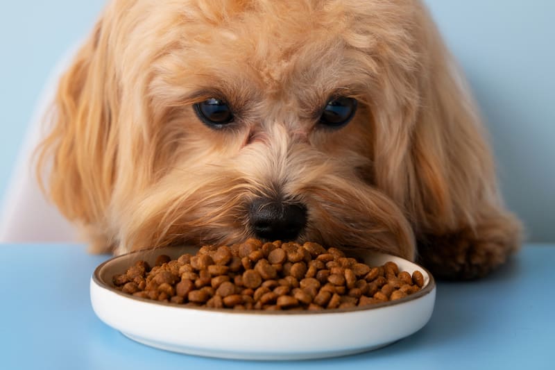 Evita que tu perro se enferme lavando su plato.