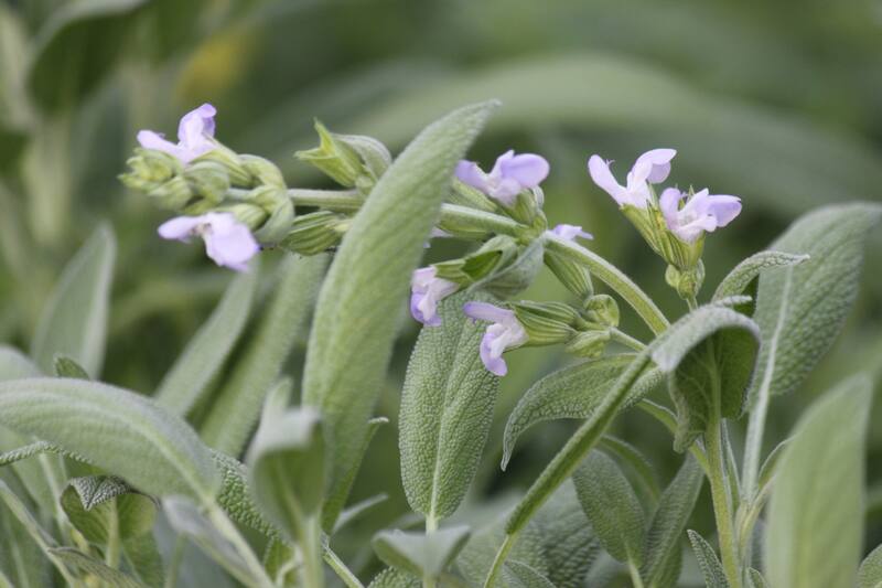 Conoce cuál es esta hierba que puede ayudar a tu salud.
