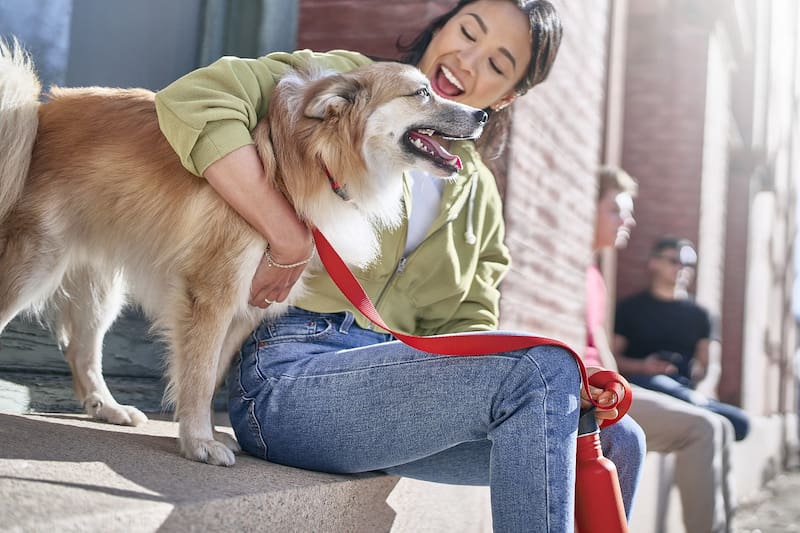 Revisa los consejos para ir de vacaciones con tu perro.