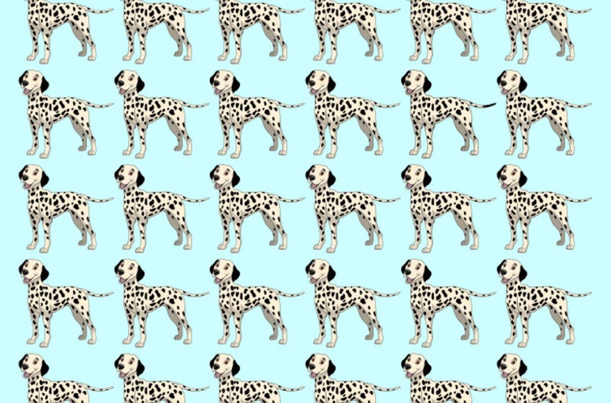 Test Visual: ¿Eres capaz de encontrar al perro dálmata diferente en la imagen en solo 20 segundos?