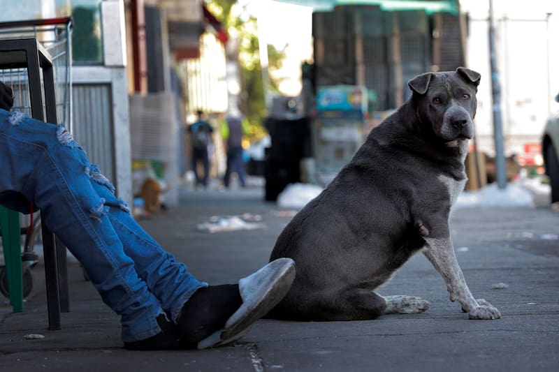 Al no encontrar un hogar, estos animales se exponen a diferentes peligros.