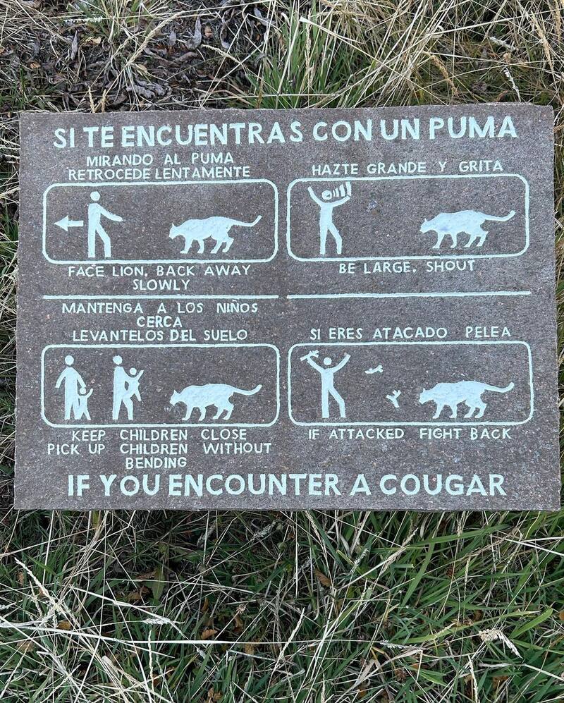 Tonka Tomicic y los pumas en el sur