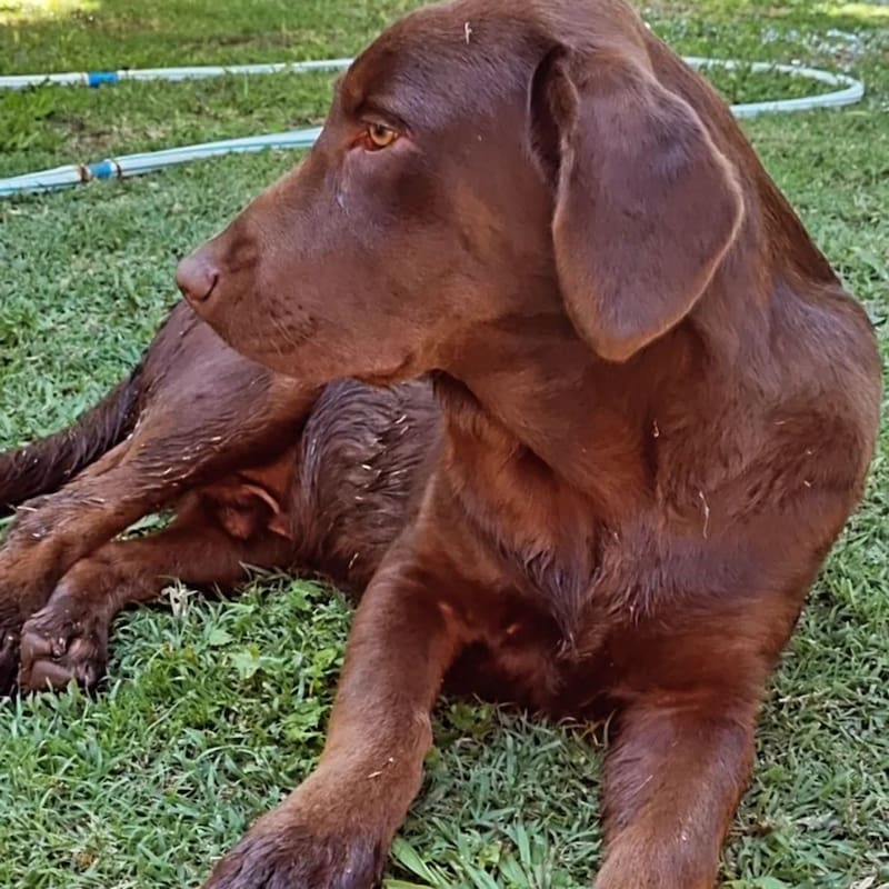 Tras su paso por "Tierra Brava", Canelo llegó a vivir a Chile. Créditos: Instagram