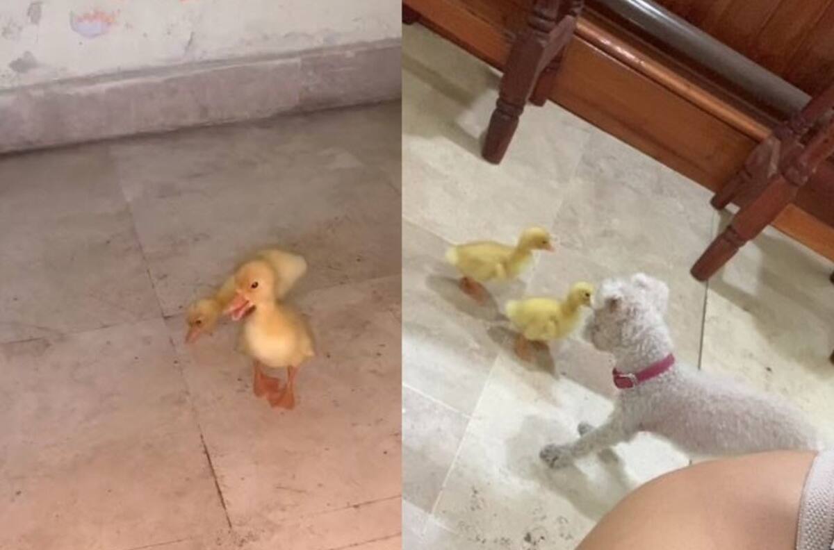 VIDEO | "¿Los puedo acariciar?": Patos bebé conocen a perrita por primera vez y la siguen pensando que es su madre