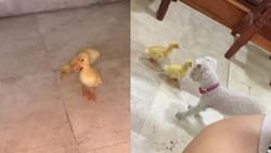 VIDEO | "¿Los puedo acariciar?": Patos bebé conocen a perrita por primera vez y la siguen pensando que es su madre