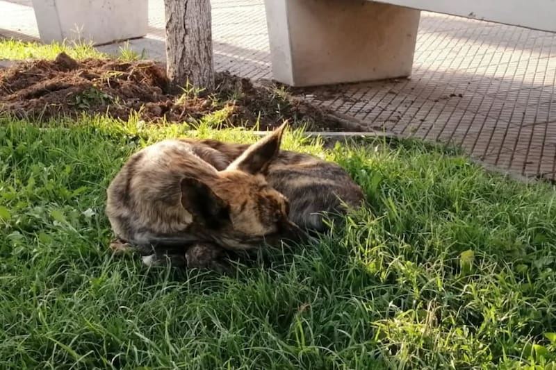 La Ley Cholito también considera el abandono como maltrato.