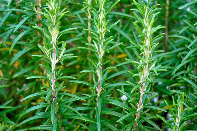 Conoce cuál es esta planta que recomendó una doctora de Harvard para mejorar tu memoria y reducir el estrés.