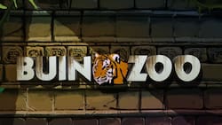 Obtén entradas al Buin Zoo por solo $8.300: esta caja de compensación tiene especial promoción a sus afiliados