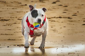 Estas playas de la Región de Valparaíso no permiten el ingreso de perros y otras mascotas: multa supera los $200.000