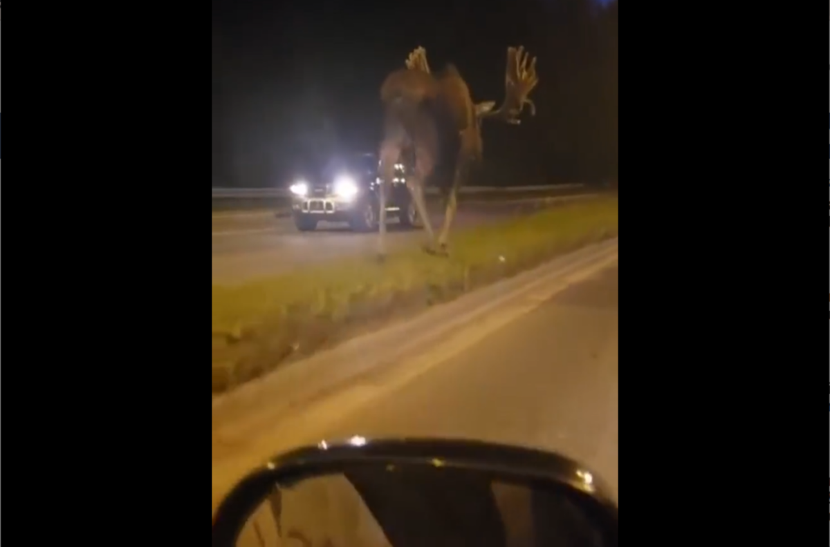 VIDEO | ¿Sabías que podían ser tan grandes? Registran en video a alce gigante