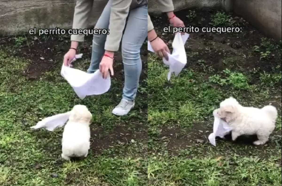 VIDEO | "Déjame que te llame...": Perrito se vuelve viral tras particular forma de bailar cueca con su dueña