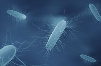 Siete regiones se encuentran bajo alerta alimentaria por brote de listeria detectado en queso de cabeza