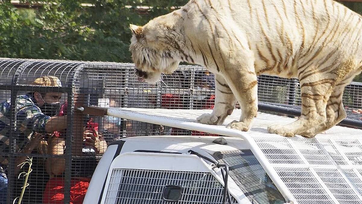 Compañeros de Catalina Torres revelan negligencia en Parque Safari: "Nadie sabía que el tigre estaba suelto"