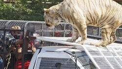 Compañeros de Catalina Torres revelan negligencia en Parque Safari: "Nadie sabía que el tigre estaba suelto"