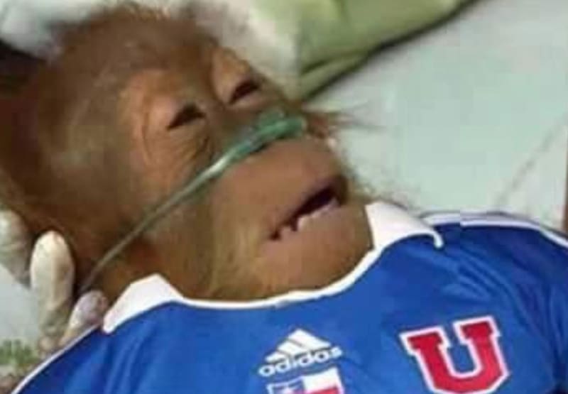 Memes de la eliminación de la U.