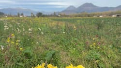 La “capital de las flores” de Chile está a 90 minutos de Santiago y pocos chilenos la conocen: viveros, palmas y campo