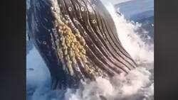 VIDEO | Captan momento justo en que una ballena chocó con el costado de un barco mientras pescaban