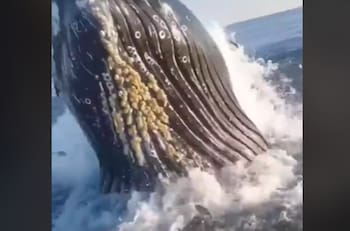 VIDEO | Captan momento justo en que una ballena chocó con el costado de un barco mientras pescaban