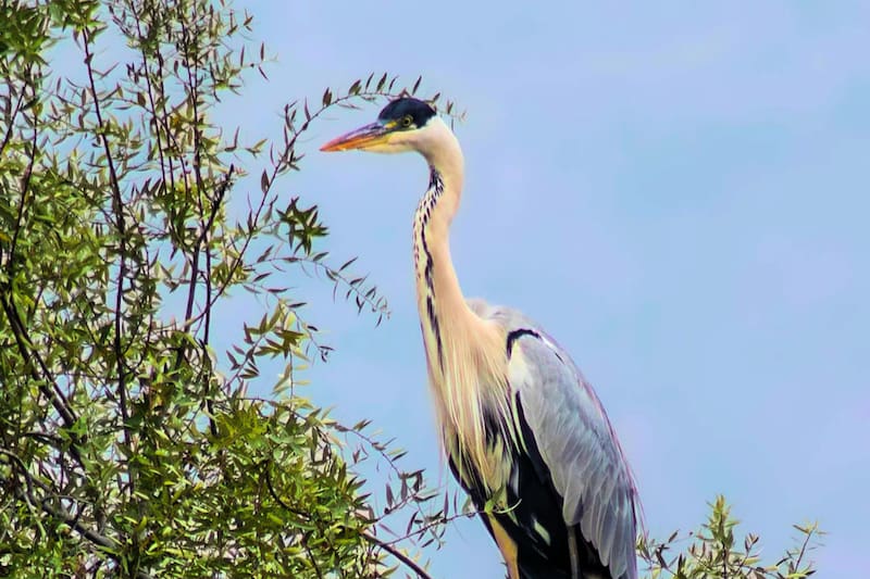 El espacio cuenta con una gran variedad de flora y fauna chilena. Créditos: Santuario de la Naturaleza Laguna de Batuco.