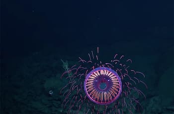 VIDEO | Avistan exótica medusa que luce como “fuegos artificales” bajo el agua