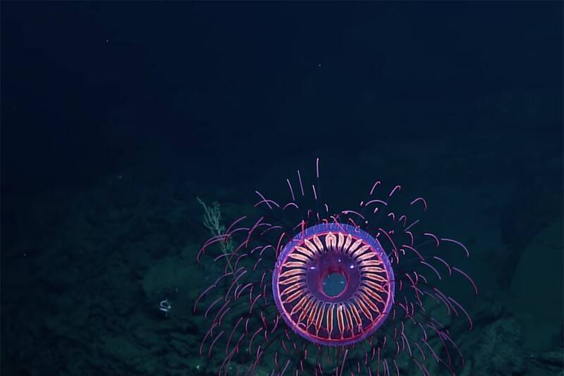 Ha sido vista pocas veces en el mundo. Créditos: Nautilus Live