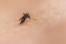 Este truco casero te ayudará a acabar con los mosquitos que aparecen en verano: Es fácil y 100% efectivo