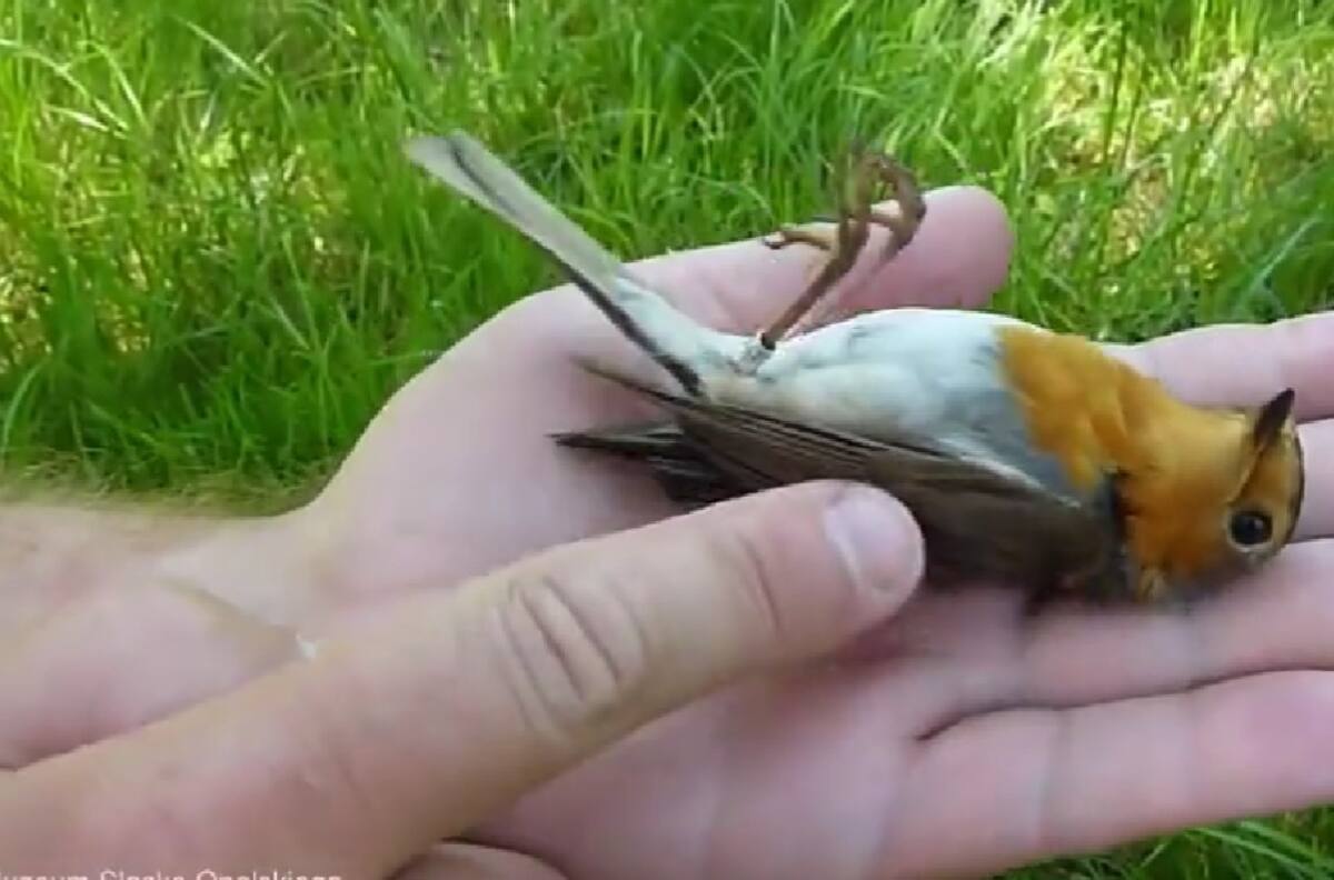 VIDEO | ¡Tenía mucho miedo! Pajarito simula estar muerto mientras un hombre lo sostenía en su mano
