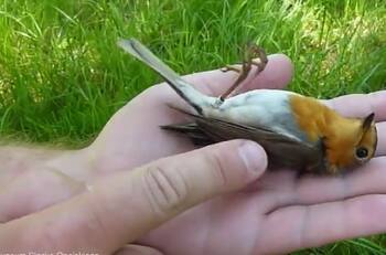 VIDEO | ¡Tenía mucho miedo! Pajarito simula estar muerto mientras un hombre lo sostenía en su mano