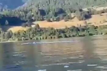 VIDEO | ¿Qué será?: Captan extraña criatura que emerge desde el Lago Ranco