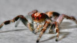 Este es el truco infalible para eliminar las arañas de tu hogar