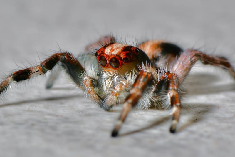 Así podrás evitar que entren las arañas a tu casa.