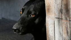 Ley Cholito: Dos hombres arriesgan penas de cárcel por incitar a un perro a matar a otro