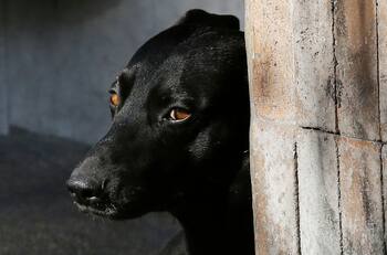 Ley Cholito: Dos hombres arriesgan penas de cárcel por incitar a un perro a matar a otro