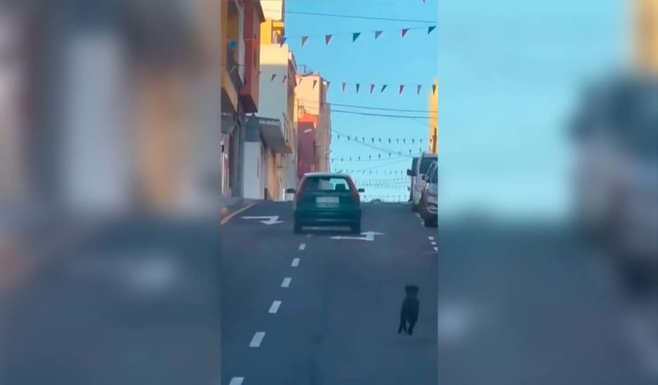El clip fue publicado en Instagram. Créditos: @dani_bisshopp