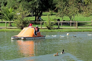 Tiene una laguna de 7.000 m² y ofrece paseos en bote: este parque es un pulmón verde de la RM y se puede visitar por solo $500