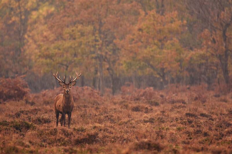¿Se contagia a los humanos?