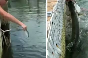 VIDEO | Un pez gigante casi “come” el brazo de una adolescente: Te dejará sin aliento