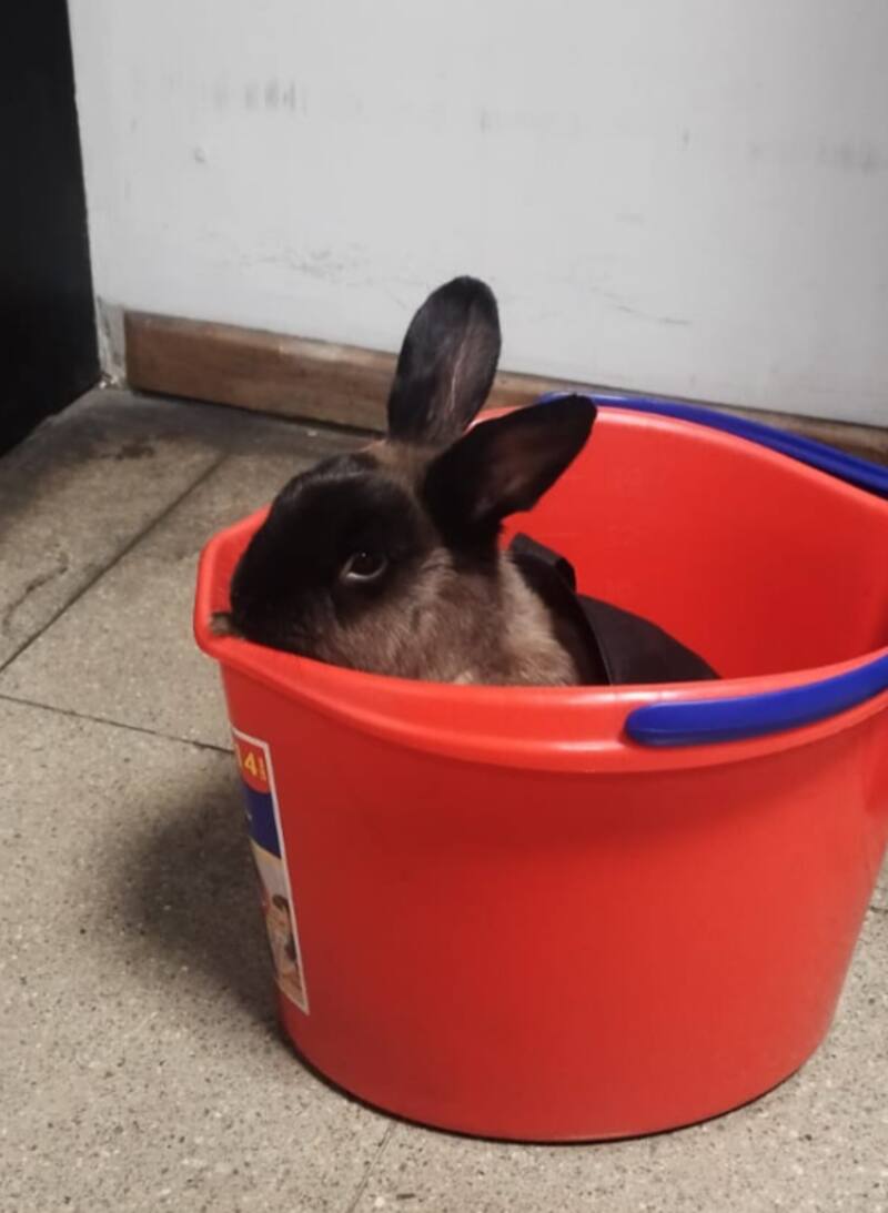 Conejo perdido en Metro de Santiago.