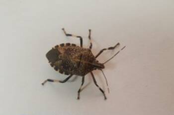 Detectan plaga de chinches de “alta peligrosidad” en miles de vehículos que ingresaron a Chile